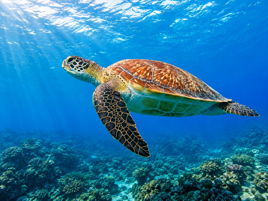 Marathonisi Turtle Island aerial view