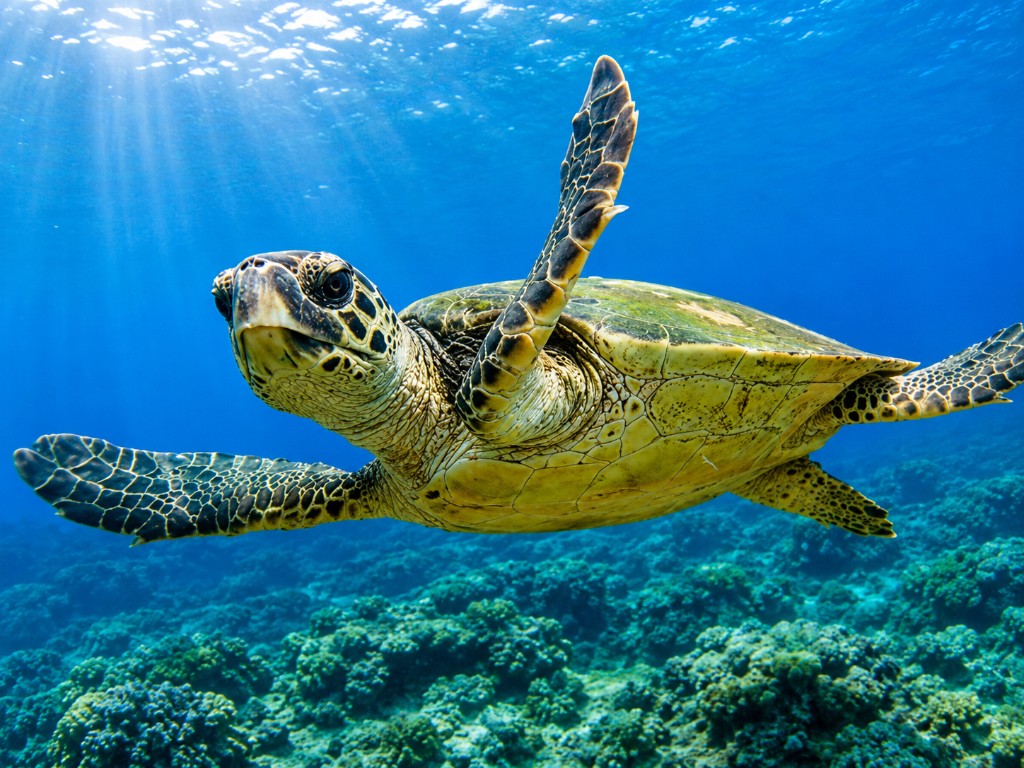 Caretta Caretta turtle underwater